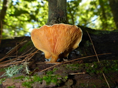 Tapinella panuoides