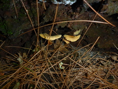 Tapinella panuoides