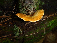 Tapinella panuoides