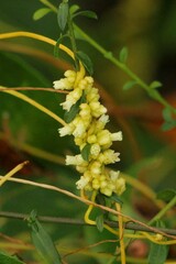 Cuscuta compacta