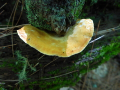 Tapinella panuoides