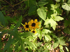 Rudbeckia triloba