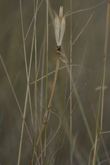 Calochortus macrocarpus