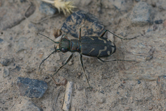 Cicindela tranquebarica