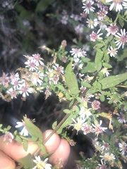 Symphyotrichum lateriflorum