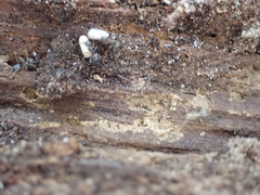 Lasius americanus
