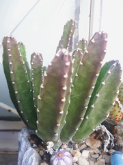 Stapelia grandiflora