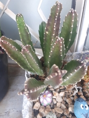 Stapelia grandiflora