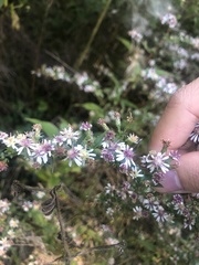Symphyotrichum lateriflorum