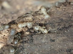 Lasius americanus