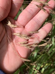 Bromus ciliatus