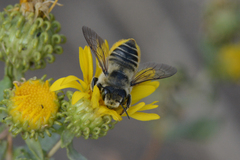 Megachile perihirta