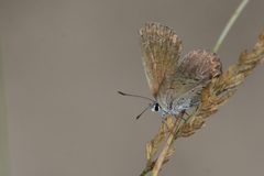 Plebejus idas