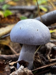 Cortinarius traganus