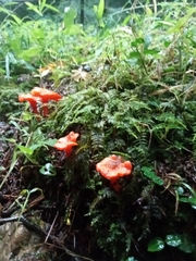 Cantharellus cinnabarinus