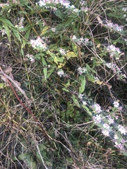 Symphyotrichum lateriflorum