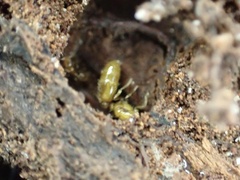 Solenopsis carolinensis