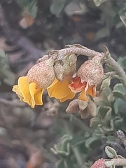 Hermannia cuneifolia
