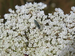 Oedemera