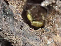 Solenopsis carolinensis