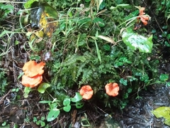 Cantharellus cinnabarinus