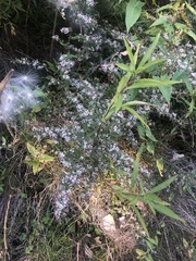 Symphyotrichum lateriflorum