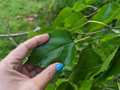 Morus nigra