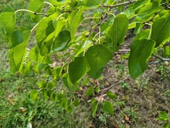 Morus nigra