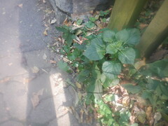 Persicaria virginiana