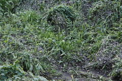 Allium triquetrum