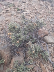 Hermannia cuneifolia