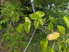 Morus nigra