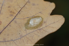 Tischeria ekebladella