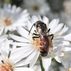 Sphecodogastra