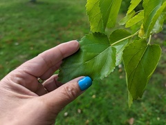 Morus nigra