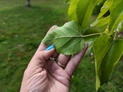 Morus nigra