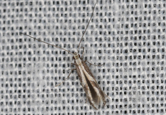 Acrocercops ophiodes