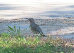 Colaptes auratus luteus