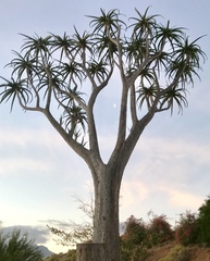 Aloidendron