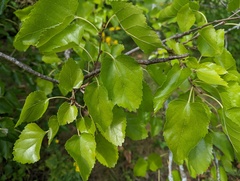 Morus nigra