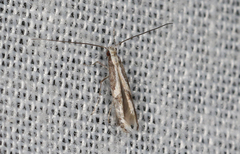 Acrocercops ophiodes