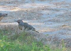 Colaptes auratus luteus