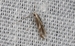 Acrocercops ophiodes