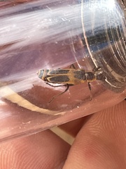 Chauliognathus scutellaris