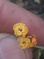 Hermannia cuneifolia