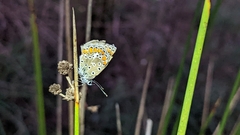 Polyommatus icarus