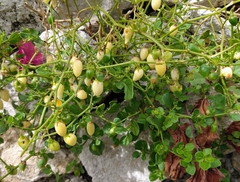 Salpichroa origanifolia