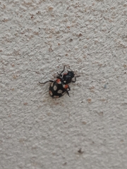 Eriopis connexa