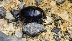 Geotrupidae
