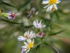 Symphyotrichum pilosum pilosum